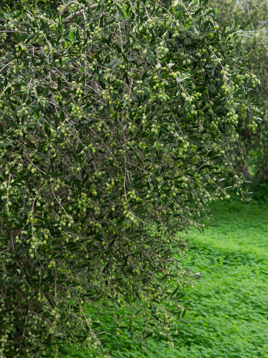 Entelia - Image 3